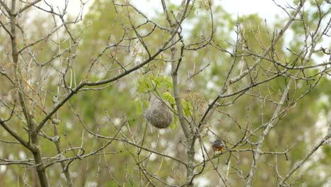 orange and black birds flies into the scene to peck at a nest in the middle of the thicket