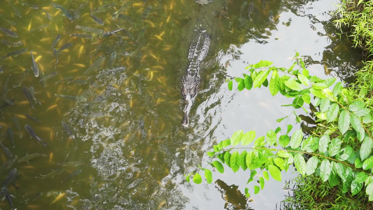 Gavial in a Pond with Fish