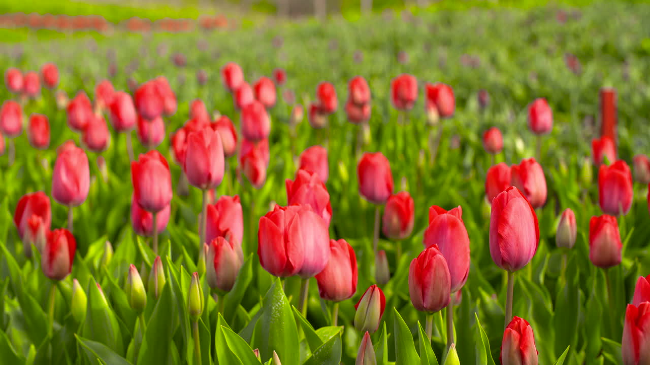 Tulips Plantation In Netherlands Agriculture 5