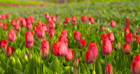 Tulips-Plantation-In-Netherlands-Agriculture-5