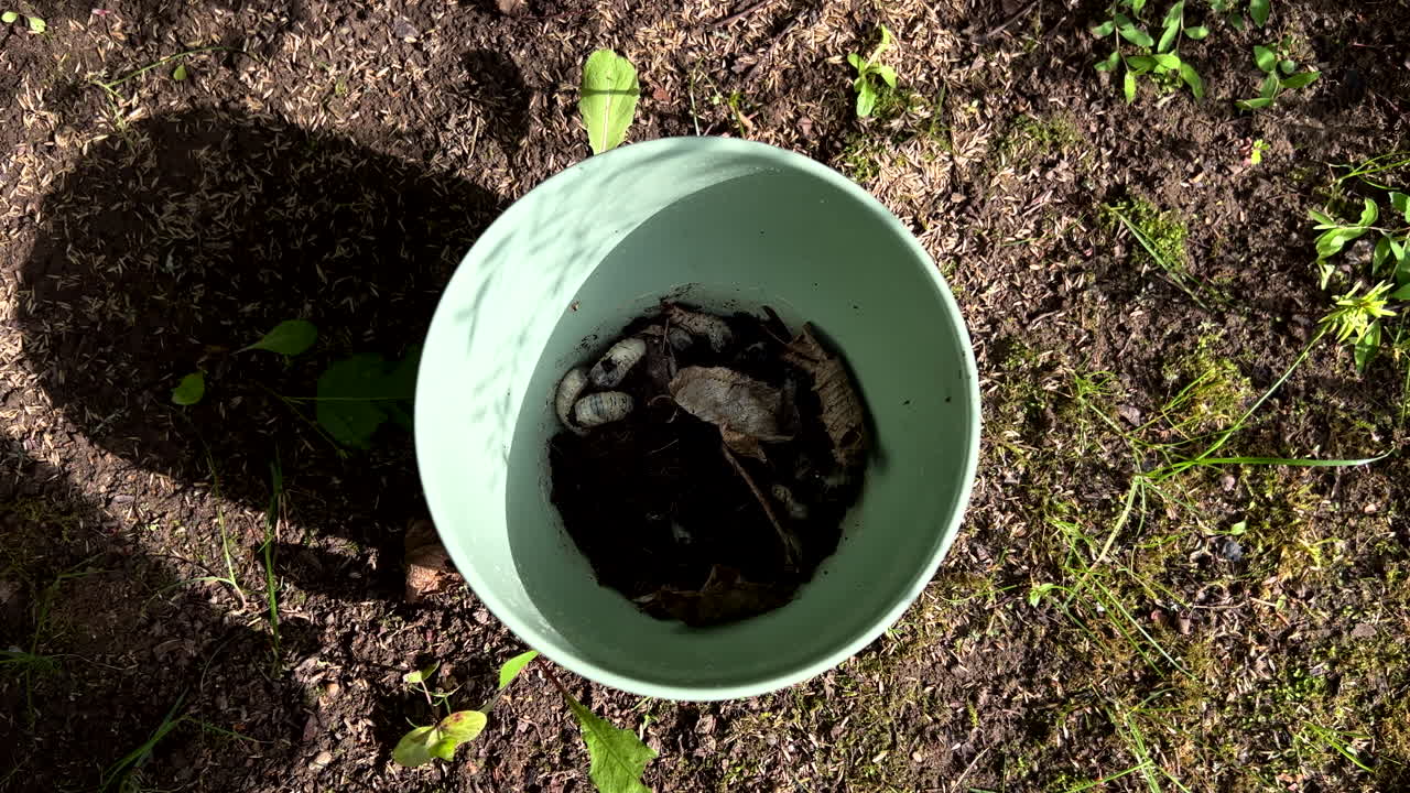 Inquadratura dall'alto, da ampia a ravvicinata, di un secchio verde riempito con terra scura e larve bianche.