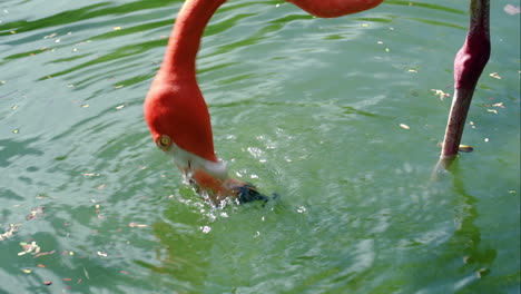 Flamenco-Americano-Parado-En-El-Agua-Y-Comiendo