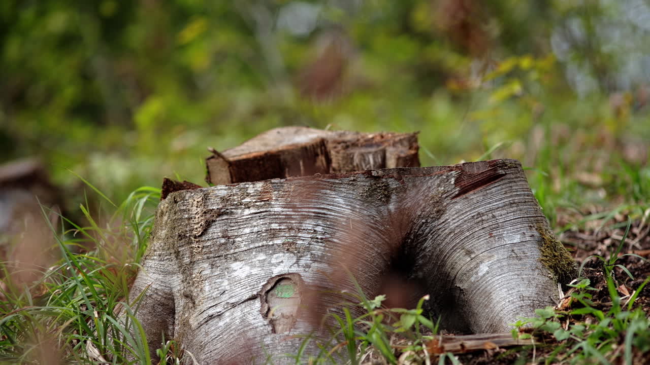 컷 트리 섹션 - 쓰러진 숲 14