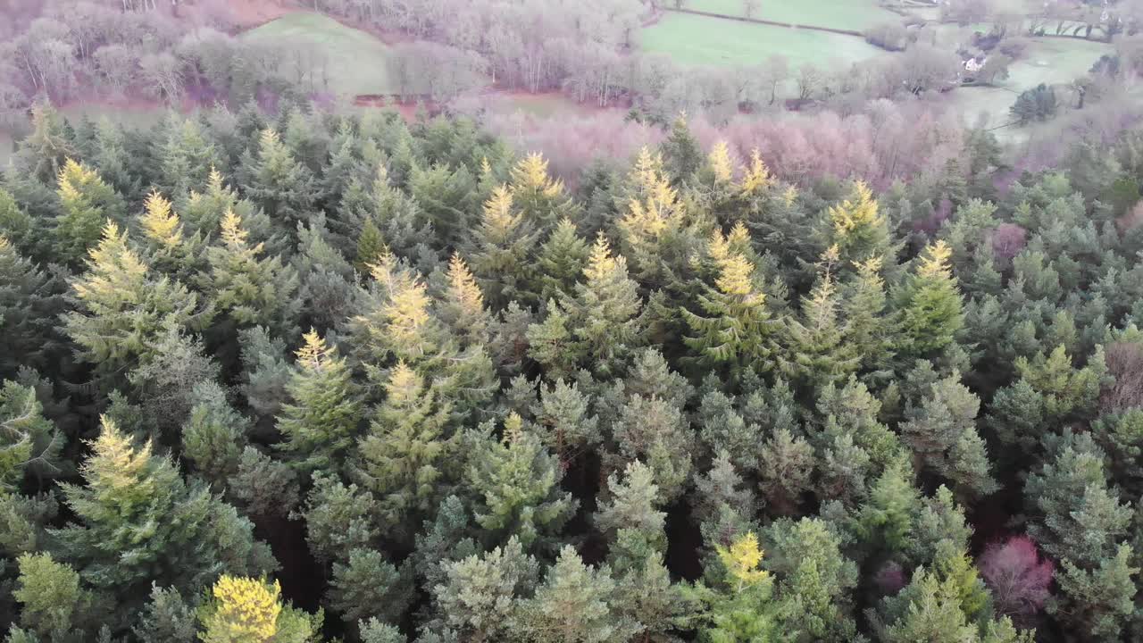 Aerial perspective showing the vibrant green conifers and varying colors of forested Mutters Moor near Sidmouth in Devon, illustrating the beauty of natural woodland ecosystems.