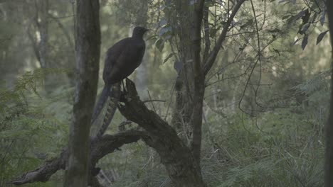 a superb lyrebird sings in an australian forest, mimicking other birds and sounds in one of nature’s most complex vocal displays. captured in natural light with ambient audio