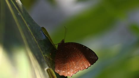 brown butterfly perching on the leaves in a wild garden