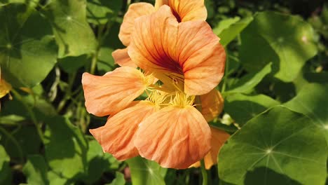 Flor-De-Naranja-En-El-Viento