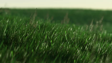 lush green grass swaying gently in the breeze during a tranquil afternoon