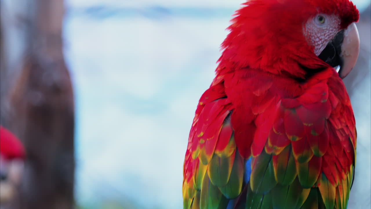 Close up of a red Macaw bird on a blurred background