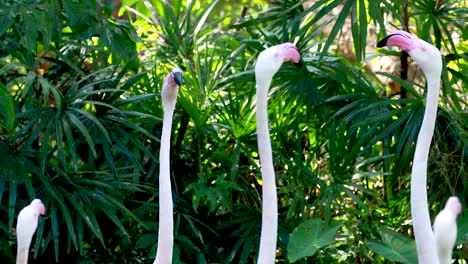 flamingos engaging in social behavior at the zoo