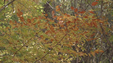 autumn leaves in trees along the wissahickon creek