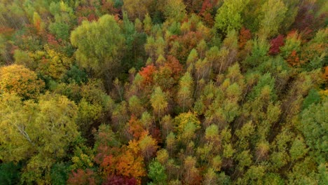 Un-Dron-Aéreo-Se-Disparó-Hacia-Adelante-Sobre-Un-Bosque-Frondoso-Con-Increíbles-Sombras-Otoñales-Durante-El-Día