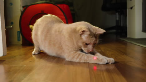 brown ginger cat emerges from dark room chasing laser pointer in home