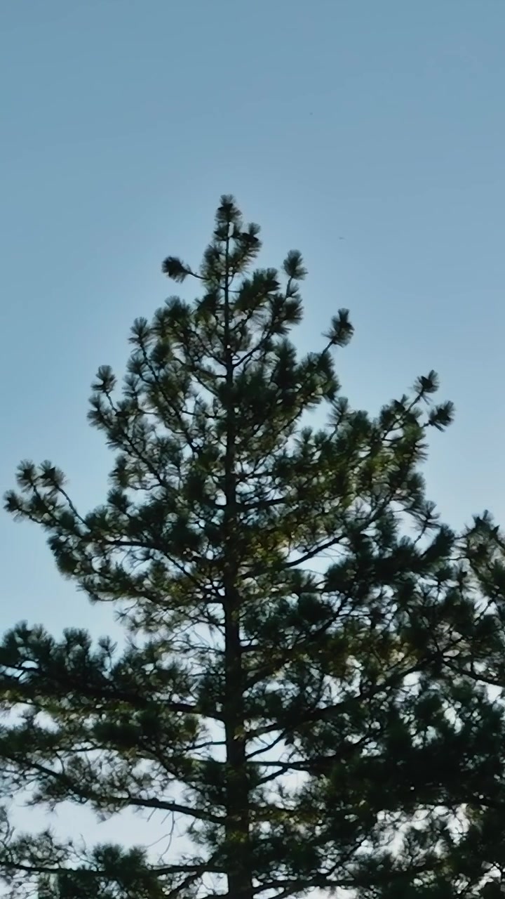 Árvores altas com um céu limpo no Lago Tahoe, em Nevada e na Califórnia