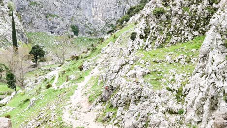 Katze-Wacht-über-Die-Leiter-Von-Kotor,-Montenegro