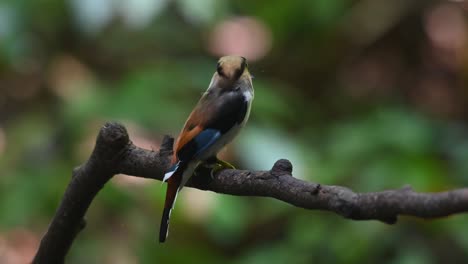 silver-breasted broadbill, serilophus lunatus, kaeng krachan national park, thailand, seen from its side and back perched on a branch with food in the mouth as it looks around