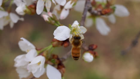 Honigbiene-Trinkt-Nektar-Aus-Einer-Kirschblüte-Und-Fliegt-Davon