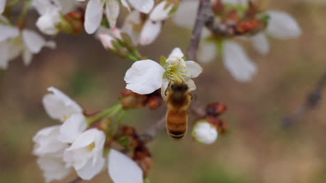 Abeja-Melífera-Bebe-Néctar-De-Una-Flor-De-Cerezo-Y-Se-Va-Volando