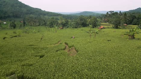 Toma-Aérea-Sobre-Campos-Agrícolas-Y-Granjas-En-Karawang,-Indonesia