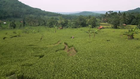 aerial shot over agriculture fields and farms in karawang, indonesia