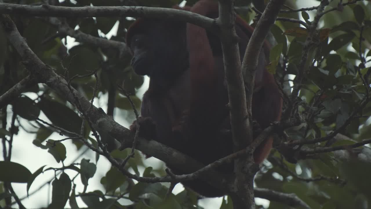 забавная большая обезьяна-вызвучка сидит на дереве в тропических лесах амазонки, отдыхает и спит.