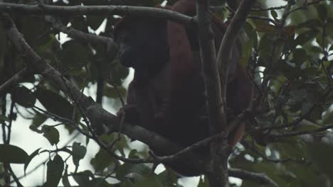 un gran mono aullador de aspecto gracioso sentado en un árbol en la selva amazónica, descansando y durmiendo.
