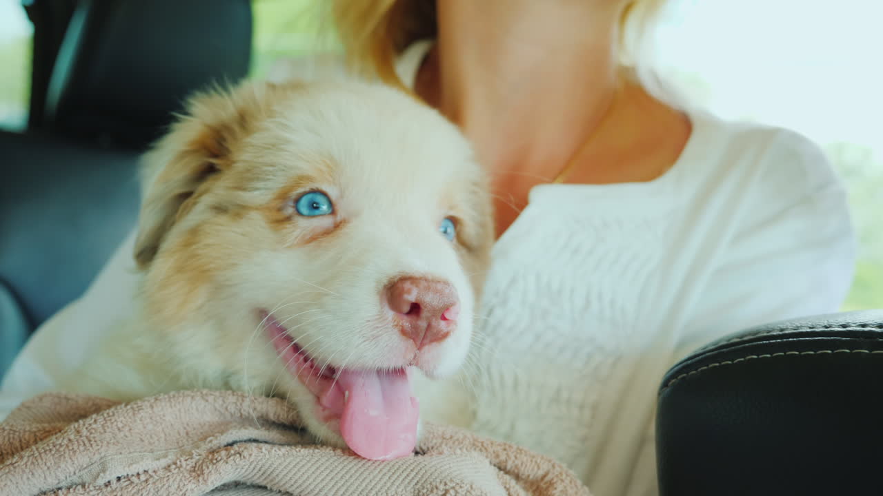애완 동물과 함께 하는 여행 - 귀여운 강아지가 여자의 팔에 앉아 있다