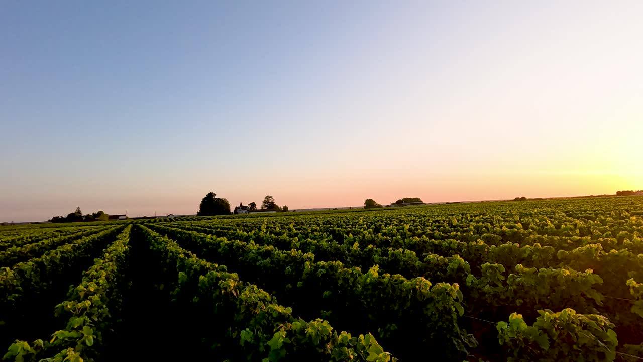 vista al atardecer de los exuberantes campos de uvas