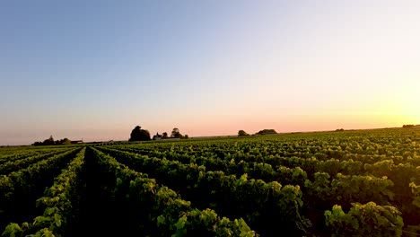 Sunset view of lush grape fields