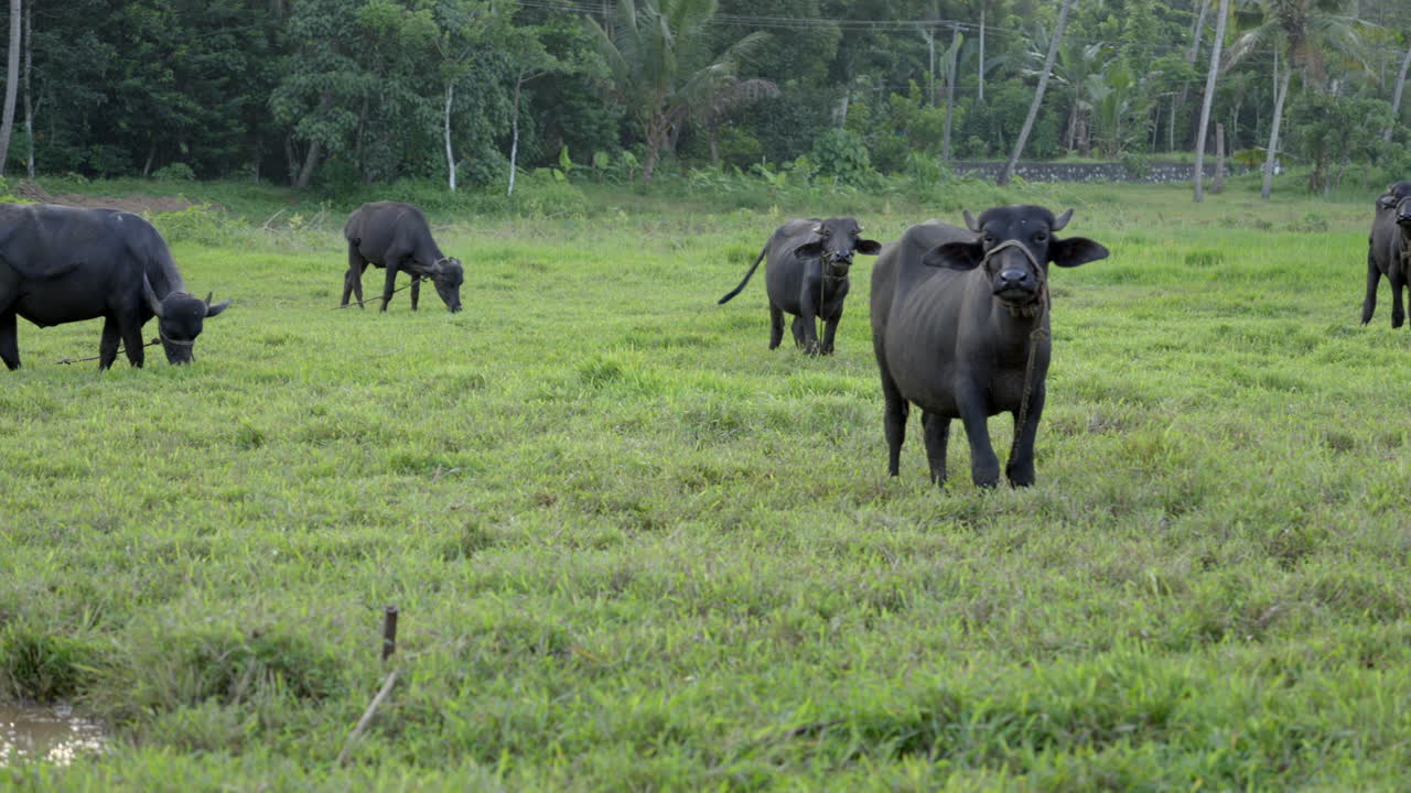 búfalo indio pastando en el campo de arroz y tierra húmeda con hierba