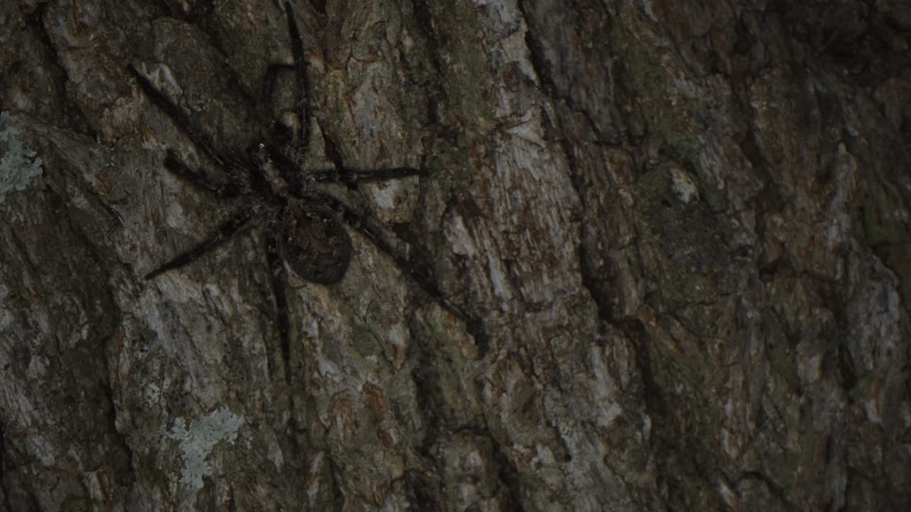 밤 매크로에서 나무 줄기를 걷고 있는 갈색 거미