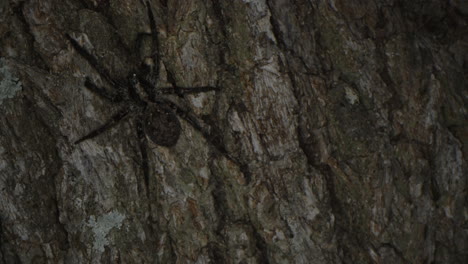 Braune-Spinne,-Die-Nachts-Auf-Einem-Baumstamm-Läuft,-Makro