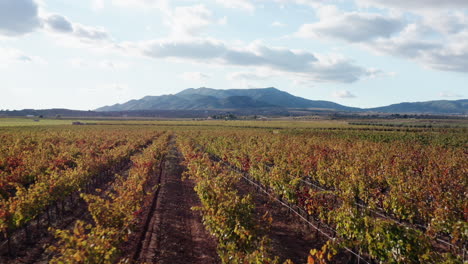 cinematic aerial over a vineyard in els purgatés, alicante, spain