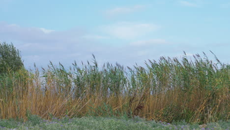 las cañas ondeando en el viento
