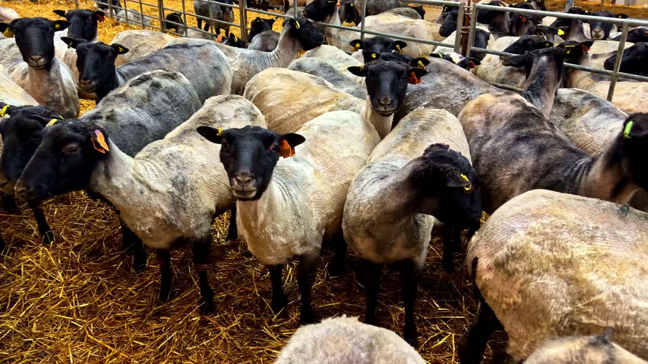 Freshly shorn merino sheep with black faces and ear tags stand closely packed on straw bedding inside large livestock barn after wool shearing