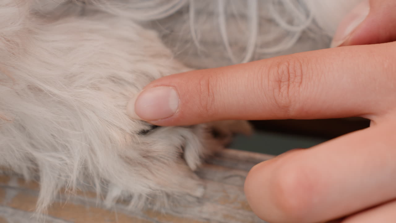 Kind Touches On Faithful Pooches, Tender Strokes And Affectionate Touches For Loyal And Calm Dogs, Loving Caresses And Soothing Petting That Comfort And Relax Devoted Canine Companions