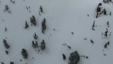 imágenes aéreas de drones de 4k de un esquiador bajando por una colina empinada con árboles y nieve alineando los picos rocosos en el desierto de california mientras el esquiador corta la cara de la montaña