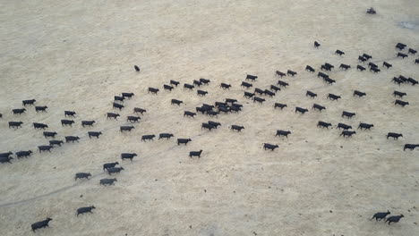 from high above, a herd of black cattle look like marching ants, as they are herded across the flat outback landscape