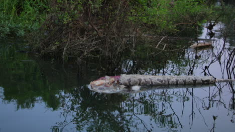 floating dead indian python floating in the kabini river during an evening boat safari