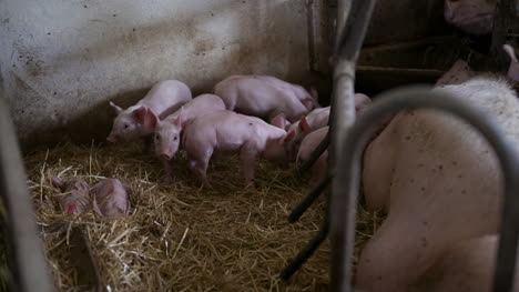 pigs on livestock farm pig farming young piglets at stable 16