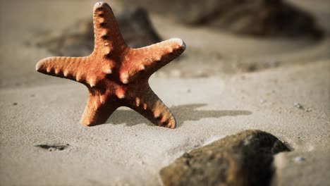 Estrella-De-Mar-Roja-En-La-Playa-Del-Océano-Con-Arena-Dorada