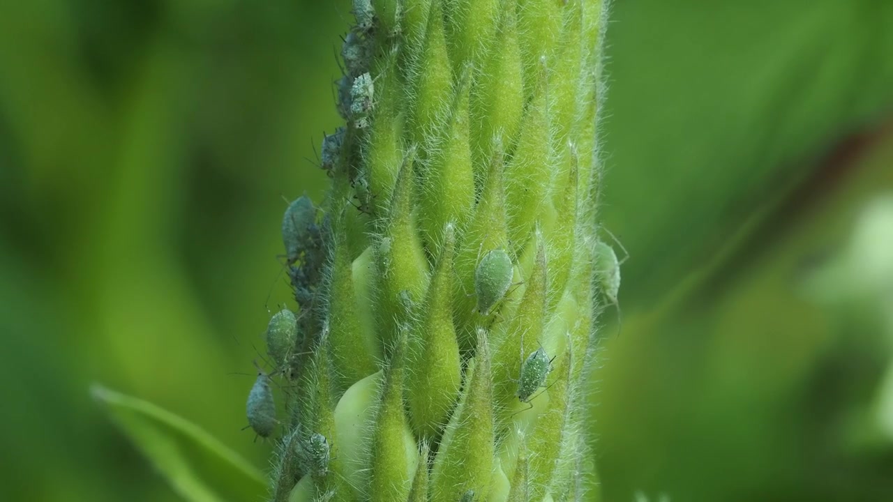 Starker Befall von Lupinenblattläusen (Macrosiphum albifrons) beim fleißigen Fressen.