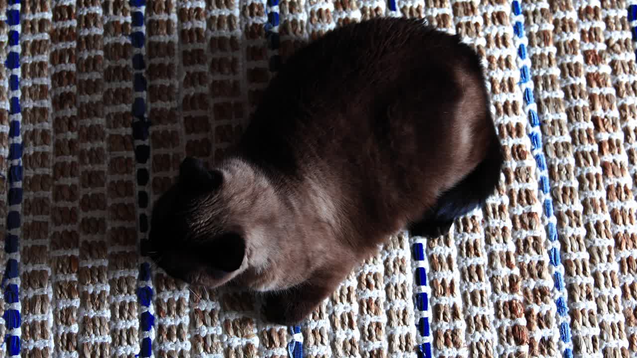 Gatto siamese adulto che riposa tranquillamente su un tappeto da cucina blu e marrone chiaro fatto a mano