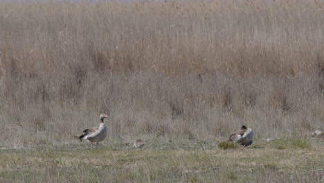 Close-up-of-Greylag-Goose-standing-and-watching-it`s-family-and-the-surroundings