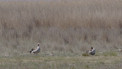 close up of greylag goose standing and watching it`s family and the surroundings