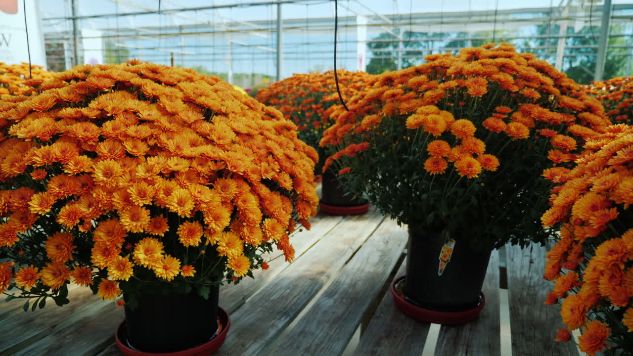 오렌지 chrusanthemums 양동이