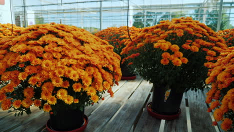 buckets of orange chrusanthemums