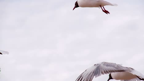 soaring seagull