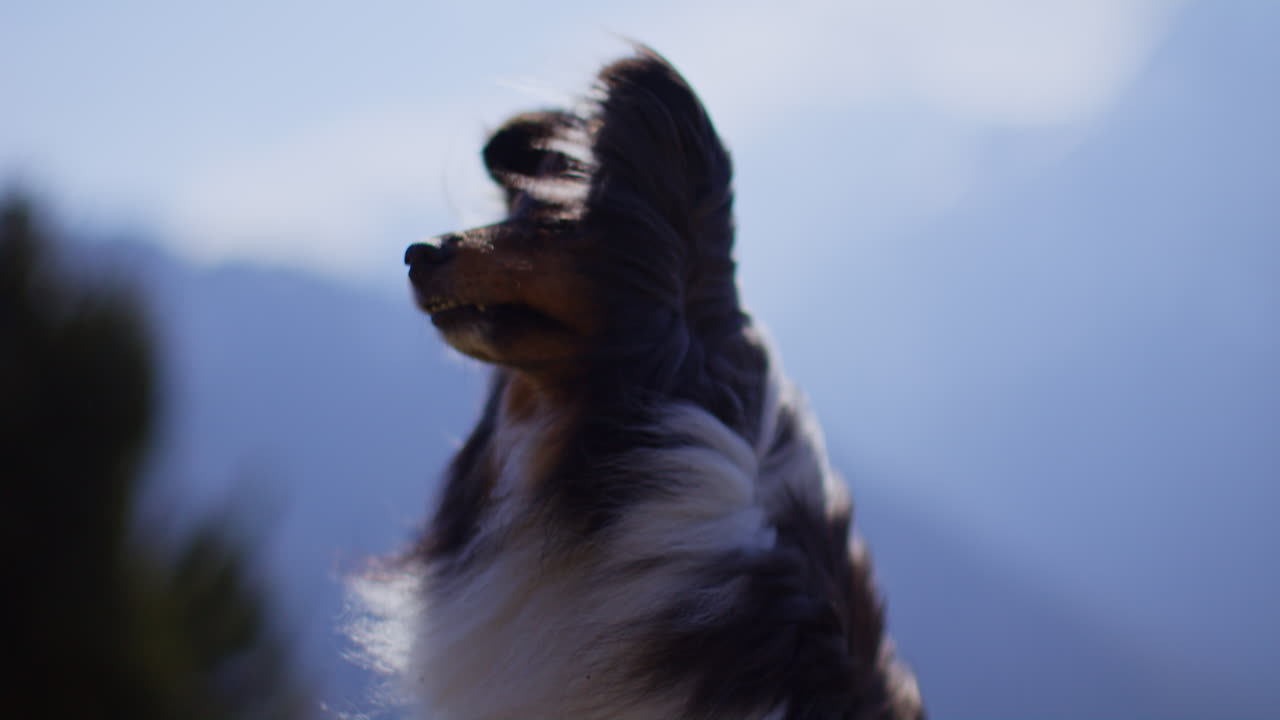 Samoyed and Shetland Sheepdog playing joyfully on a mountain field, surrounded by stunning alpine views and clear skies.
