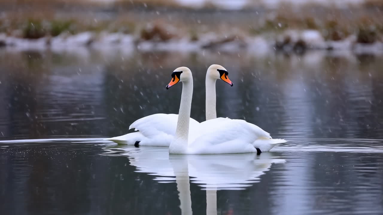Two Mute Swans Mirrored In Water, Drifting Across Glassy Lake Under Soft Snowfall, Pristine White Feathers